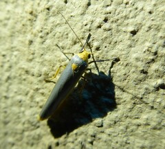 Sozusa scutellata