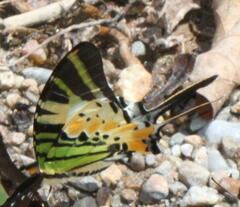 Graphium antiphates