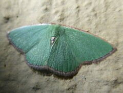 Heterorachis devocata