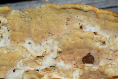 Dacryobolus angiospermarum