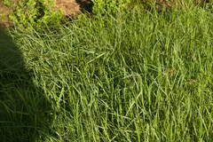 Panicum repens