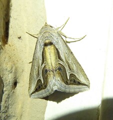 Cuneisigna rivulata