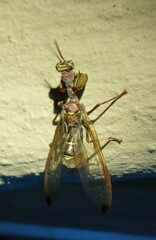 Pseudoclimaciella