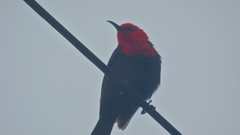 Myzomela nigriventris