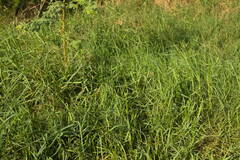 Panicum repens