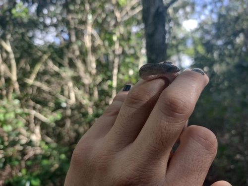 Blotched Hooknose Snake