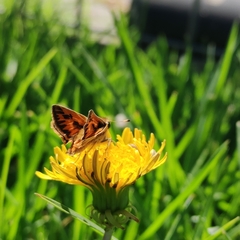Hylephila fasciolata