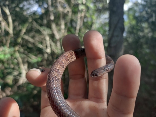 Blotched Hooknose Snake