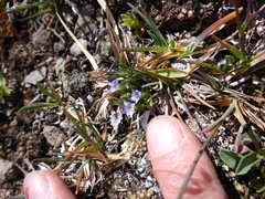 Gentiana prostrata