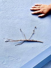 Phasmatini