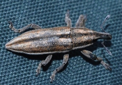 Lixus castellanus