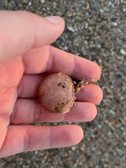 Aplidium stellatum