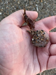 Aplidium stellatum