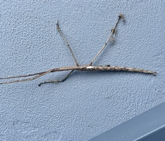Phasmatini