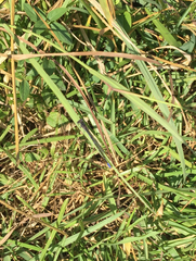 Argia immunda
