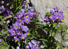 Solanum crispum