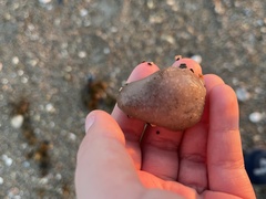 Aplidium stellatum