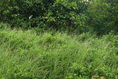 Panicum repens