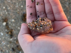 Aplidium stellatum