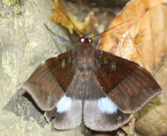 Ischyja manlia