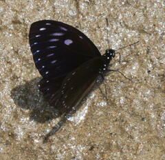 Papilio paradoxa