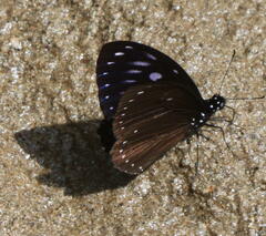 Papilio paradoxa