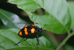 Scaphidomorphus bosci