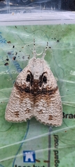 Mochlotona phasmatias