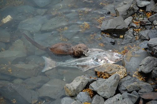 North American River Otter photographed in Alaska