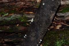 Porotheleaceae