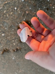 Cyrtopleura costata