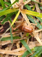 Ceuthophilus californianus
