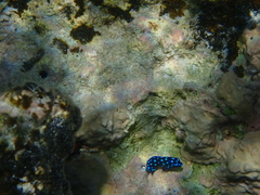 Microspathodon chrysurus