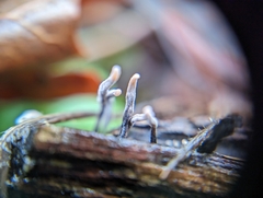 Xylaria hypoxylon