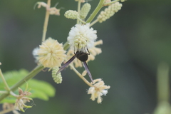 Polybia ignobilis