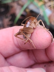 Ceuthophilus californianus