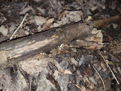 Porotheleaceae