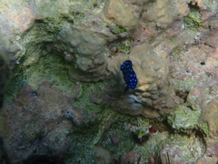 Microspathodon chrysurus