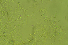 Porotheleaceae