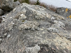 Stereocaulon saxatile