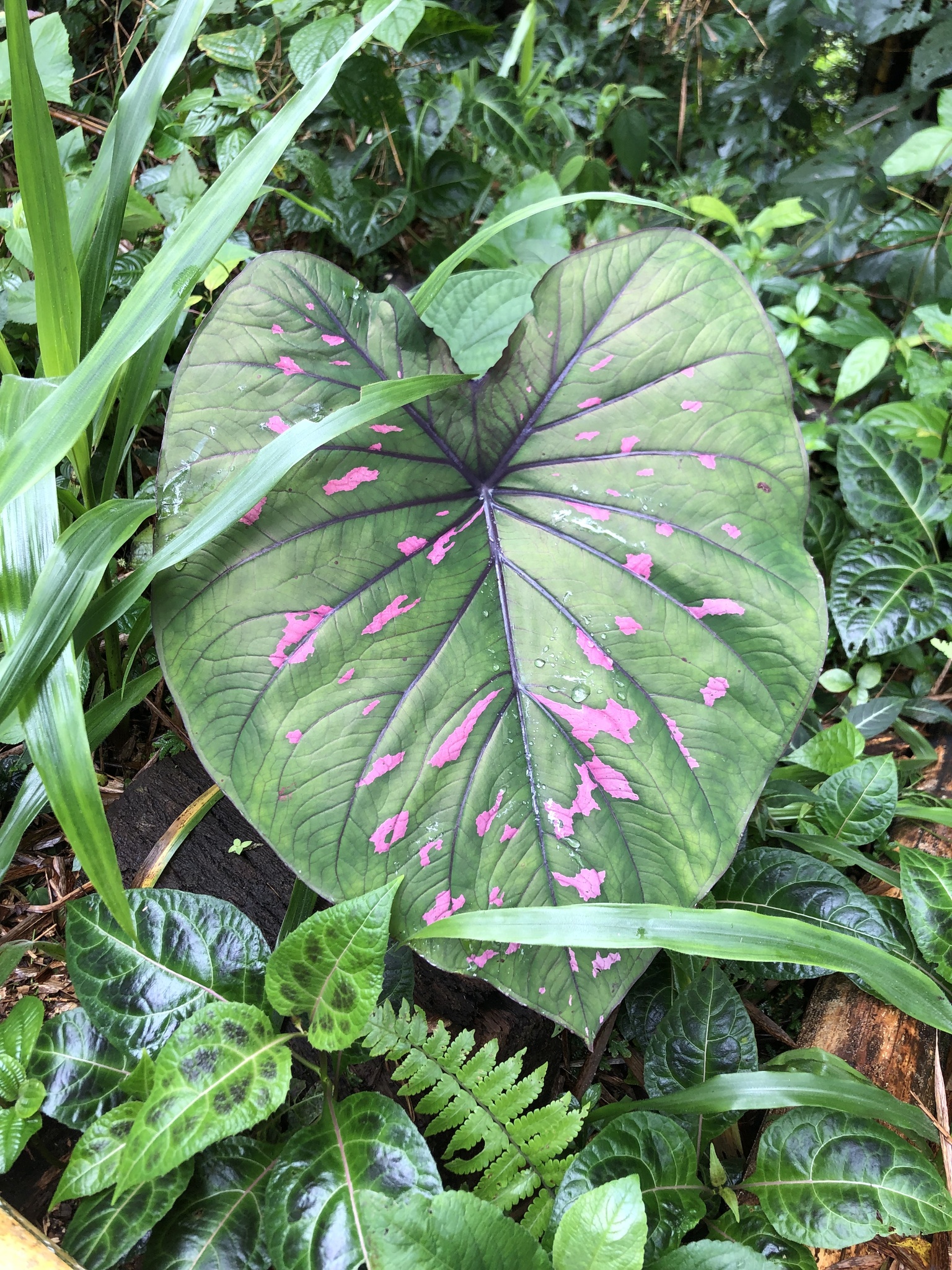 Caladium clavatum · iNaturalist United Kingdom