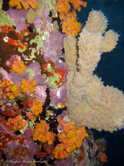 Callyspongia aculeata