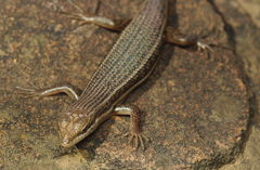 Trachylepis laevigata