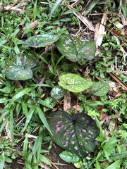 Caladium clavatum