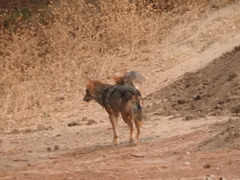 Canis latrans