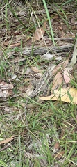 Amphibolurinae