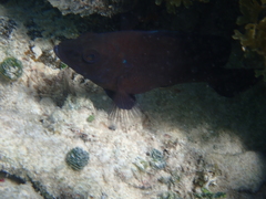 Hypoplectrus nigricans