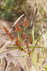 Cyperus lucidus