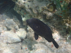 Hypoplectrus nigricans