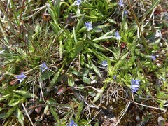 Gentiana prostrata